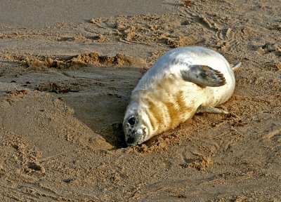 grey seal pup 3.jpg