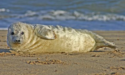 grey seal pup5.jpg