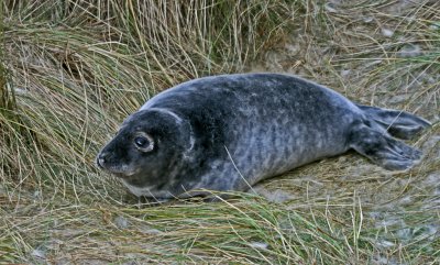 moulting grey seal pup 2.jpg