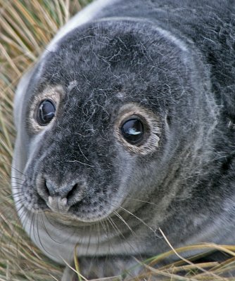 moulting grey seal pup.jpg