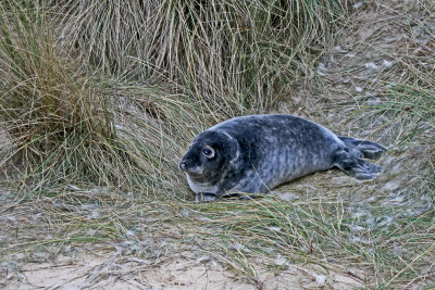 moulting grey seal pup 3.jpg