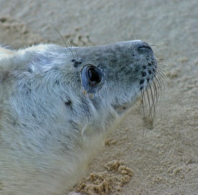 grey seal pup2.jpg