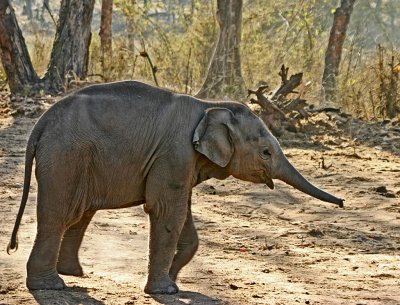 baby indian elephant.jpg