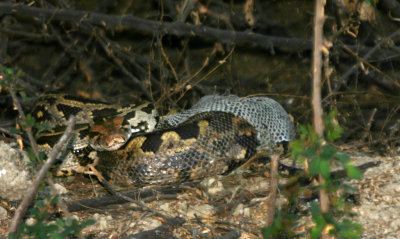rock python shedding skin.jpg