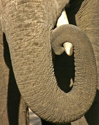 elephant trunk.jpg