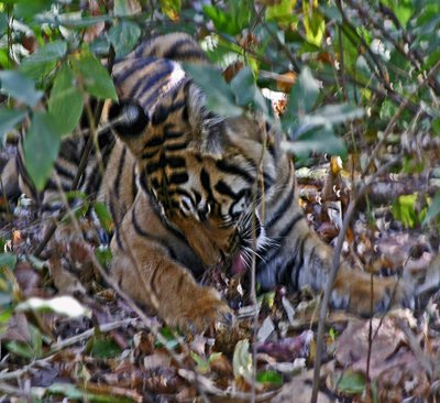 tiger 4.jpg