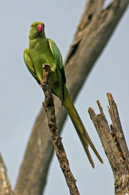 ring necked parakeet 2.jpg