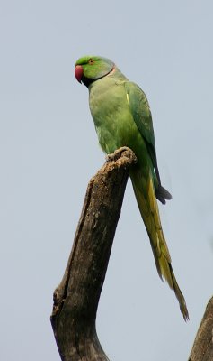 ring necked parakeet 3.jpg