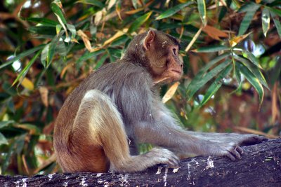 rhesus macaque 2.jpg