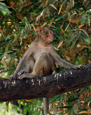 rhesus macaque.jpg