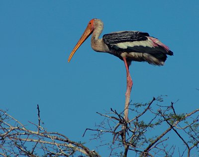 painted stork 2.jpg