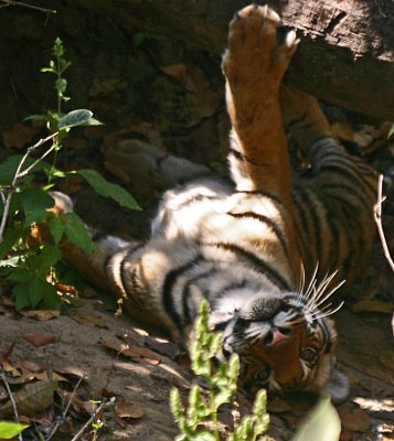 tiger 11.jpg