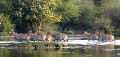 Nilgai 3.jpg