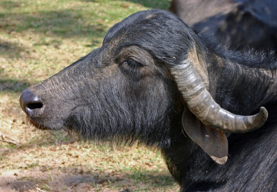 buffalo (domesticated) 2.jpg