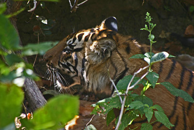 tiger 17.jpg