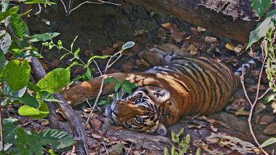 tiger 6 .jpg