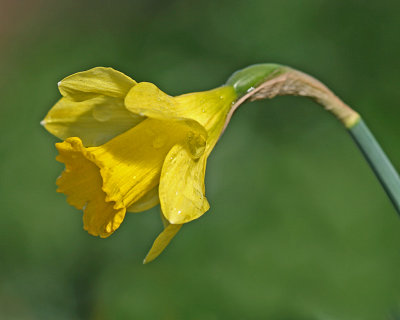 daffodil little gem.jpg