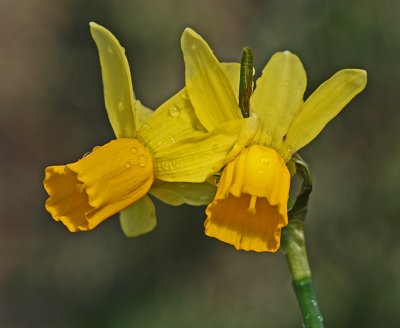 daffodil jumblie.jpg