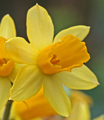 tete a tete daffodil 2.jpg