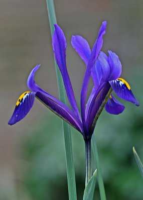 Iris reticulata.jpg