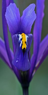 iris reticulata 3.jpg