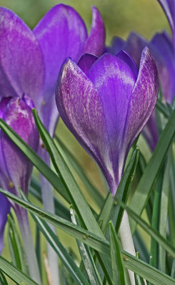 crocus whitwell purple.jpg