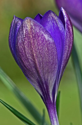 crocus whitwell purple 3.jpg