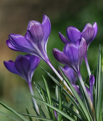 crocus whitwell purple 4.jpg