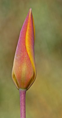 Tulipa clusiana lady tulip bud 2.jpg