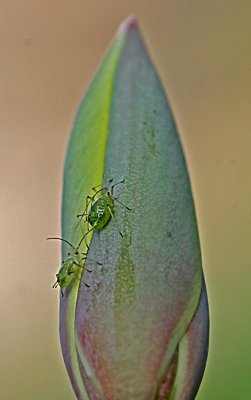 greenfly.jpg