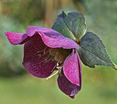 lenten rose 3.jpg