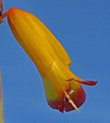 lachenalia flower.jpg