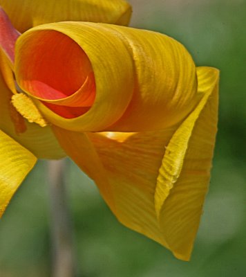 tulip petal.jpg