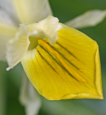 Iris bucharica 2.jpg