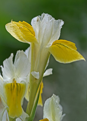 Iris bucharica 4.jpg