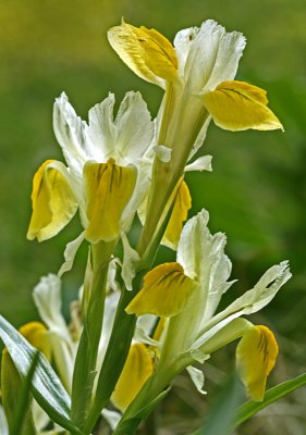 Iris bucharica 3.jpg