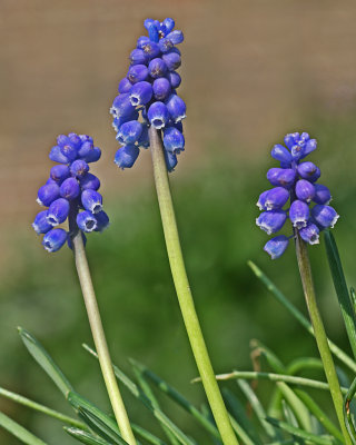 grape hyacinth 2.jpg