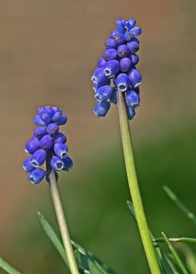 grape hyacinth.jpg