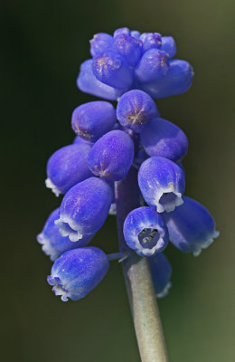 grape hyacinth 3.jpg
