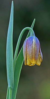 Fritilaria uva ursi.jpg