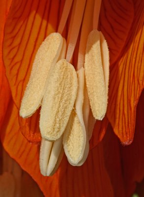 anthers Fritillaria imperialis.jpg