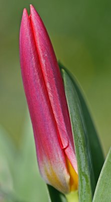 tulip scarlet baby bud.jpg