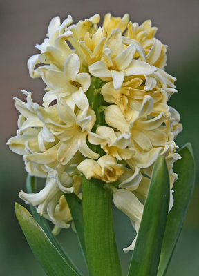 hyacinth yellow.jpg