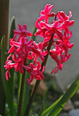 hyacinth pink.jpg