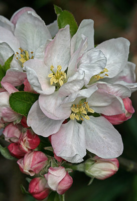 apple blossom.jpg