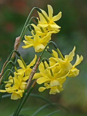 Narcissus triandrus 2.jpg
