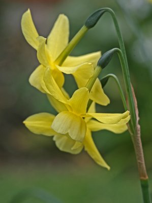 Narcissus triandrus 3.jpg