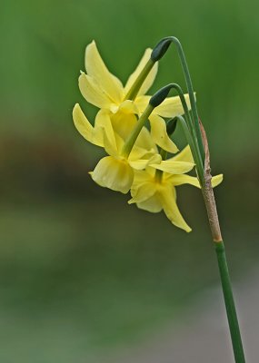 Narcissus triandrus.jpg