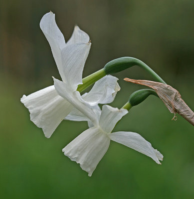 Narcissus thallia.jpg