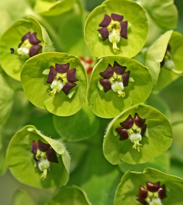 Euphorbia wulfenii 2.jpg